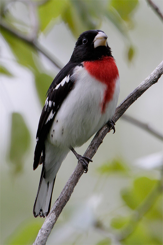 Cardinal rose-1.jpg
