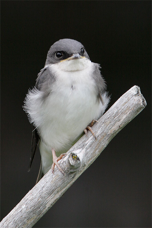 Hirondelle bicolore-1.jpg