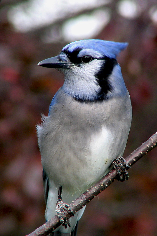 Geai bleu-1.jpg