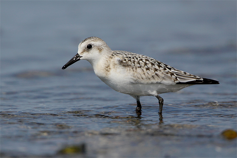Becasseau sanderling-1.jpg