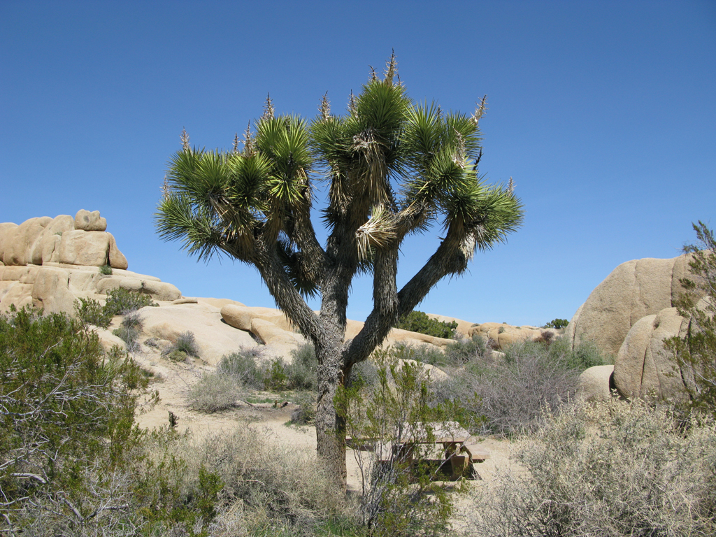 Joshua Tree NP IMG_2650.jpg