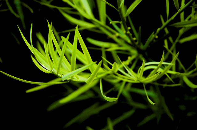 20071118 / green
