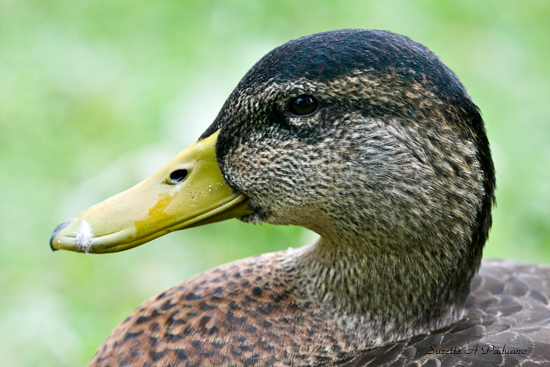  Close up duck
