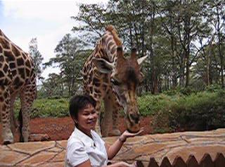 giraffe feeding.jpg