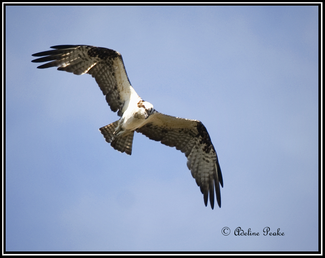 Osprey