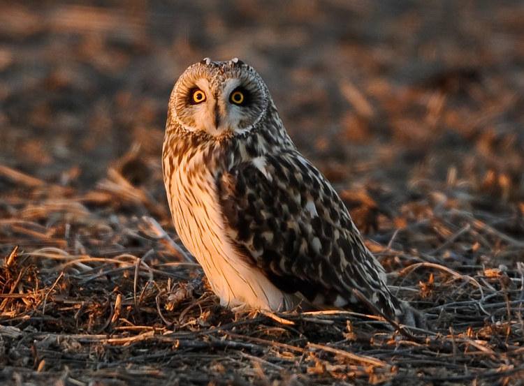 SHORT-EARED OWL