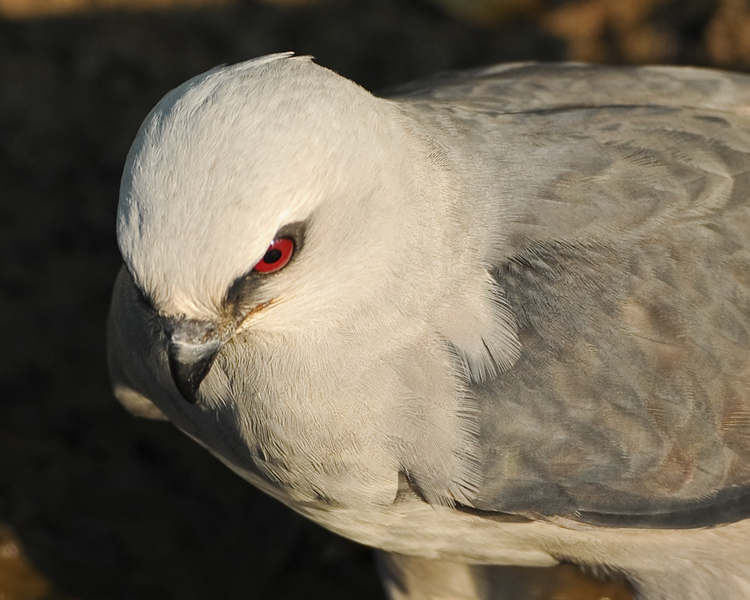 MISSISSIPPI KITE