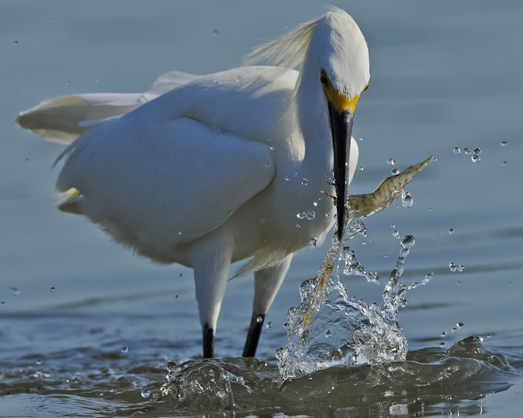 SNOWY EGRET