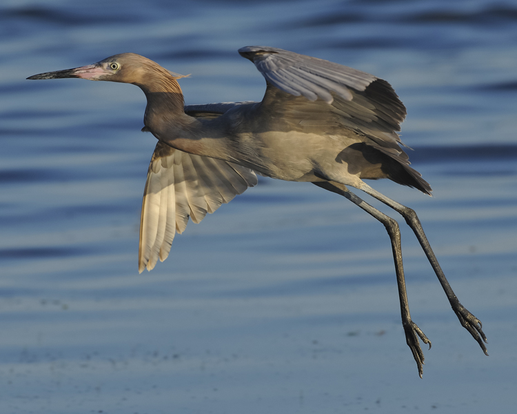 REDDISH EGRET