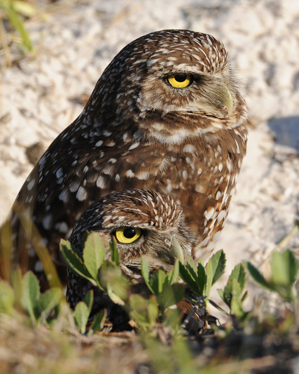 BURROWING OWL