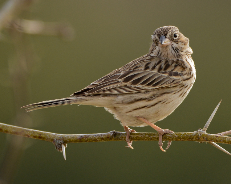 VESPER SPARROW