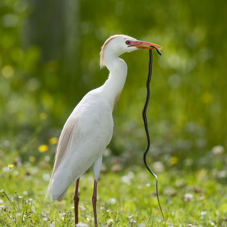 Cattle Egret with Snake