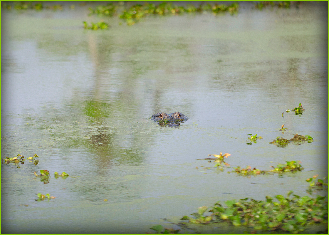 Nice Size Gator!