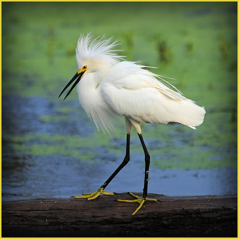 Snowy Egret
