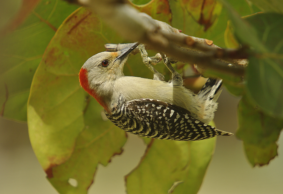 Red bellied Woodpecker - Melanerpes carolinus