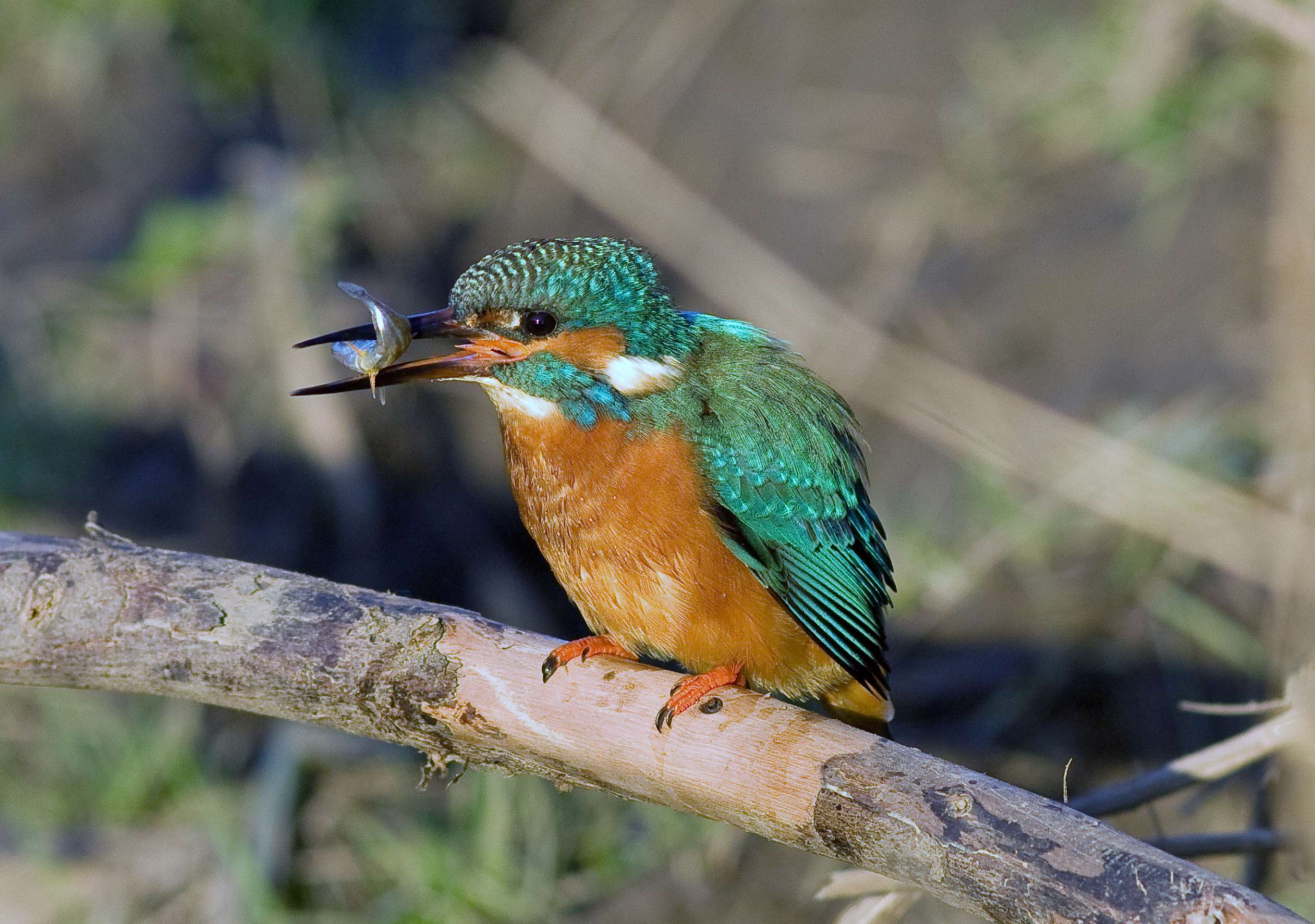 Kingfisher - Alcedo atthis