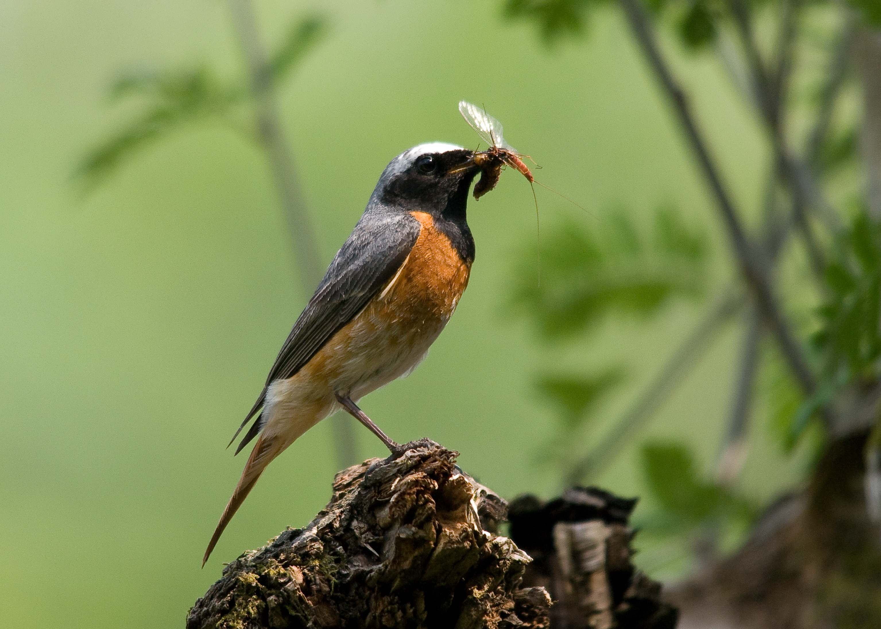 Common Redstart-Phoenicurus phoenicurus