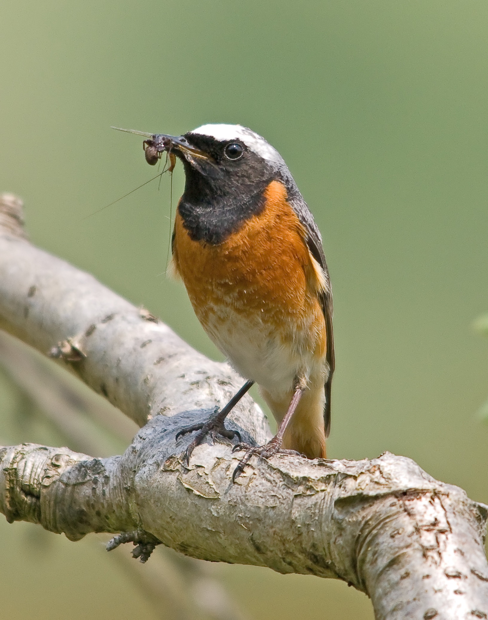 Redstart-Phoenicurus phoenicurus