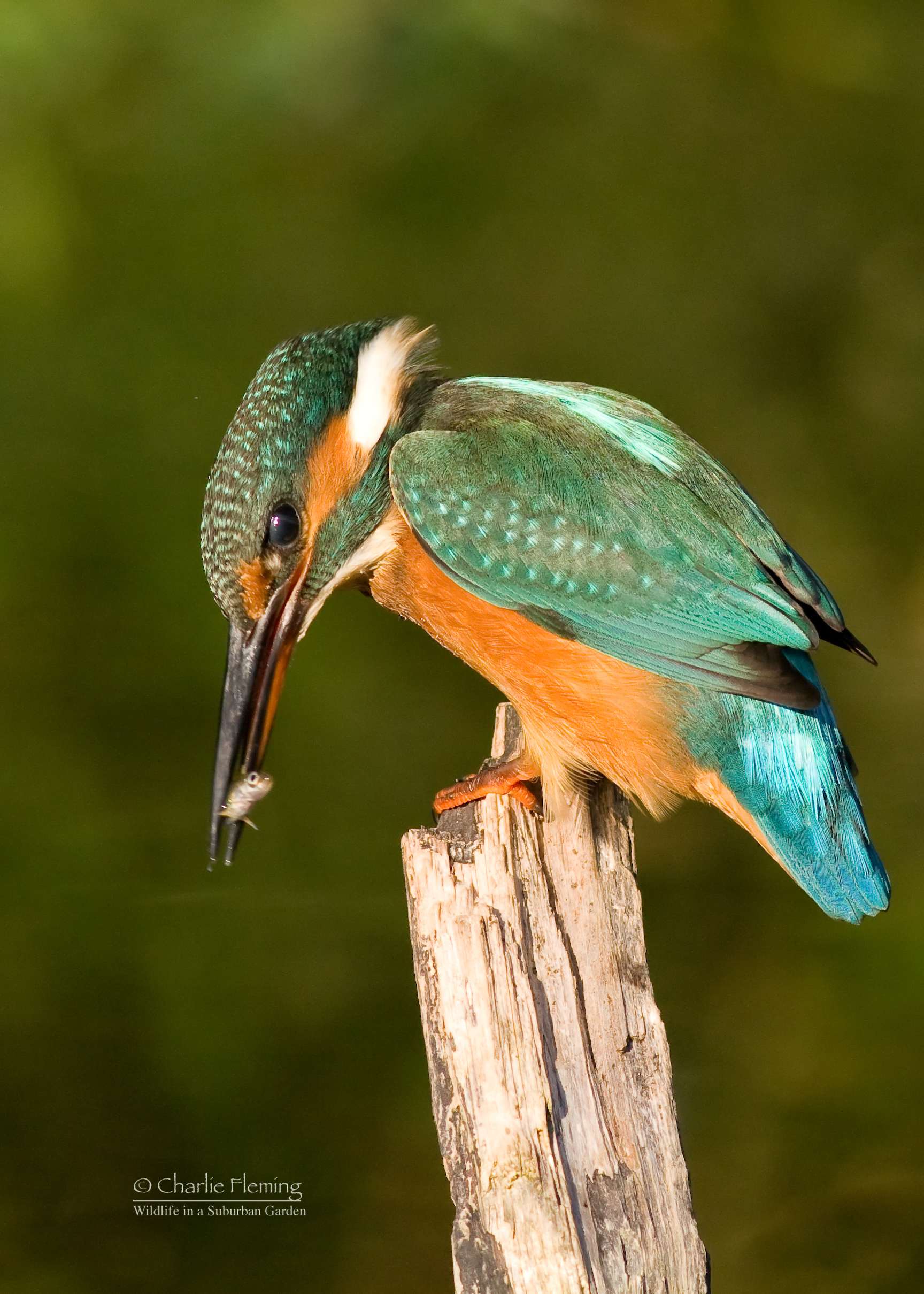 Kingfisher - Alcedo athis