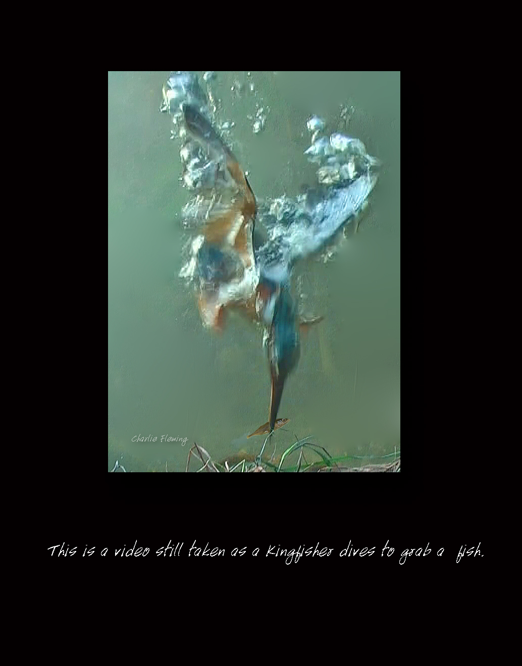 Kingfisher - Alcedo atthis