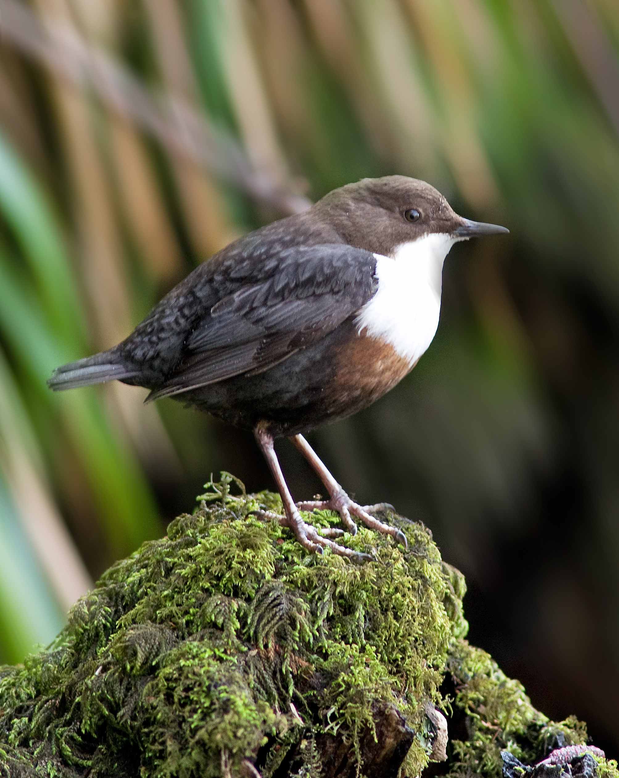 Dipper - Cinclus cinclus