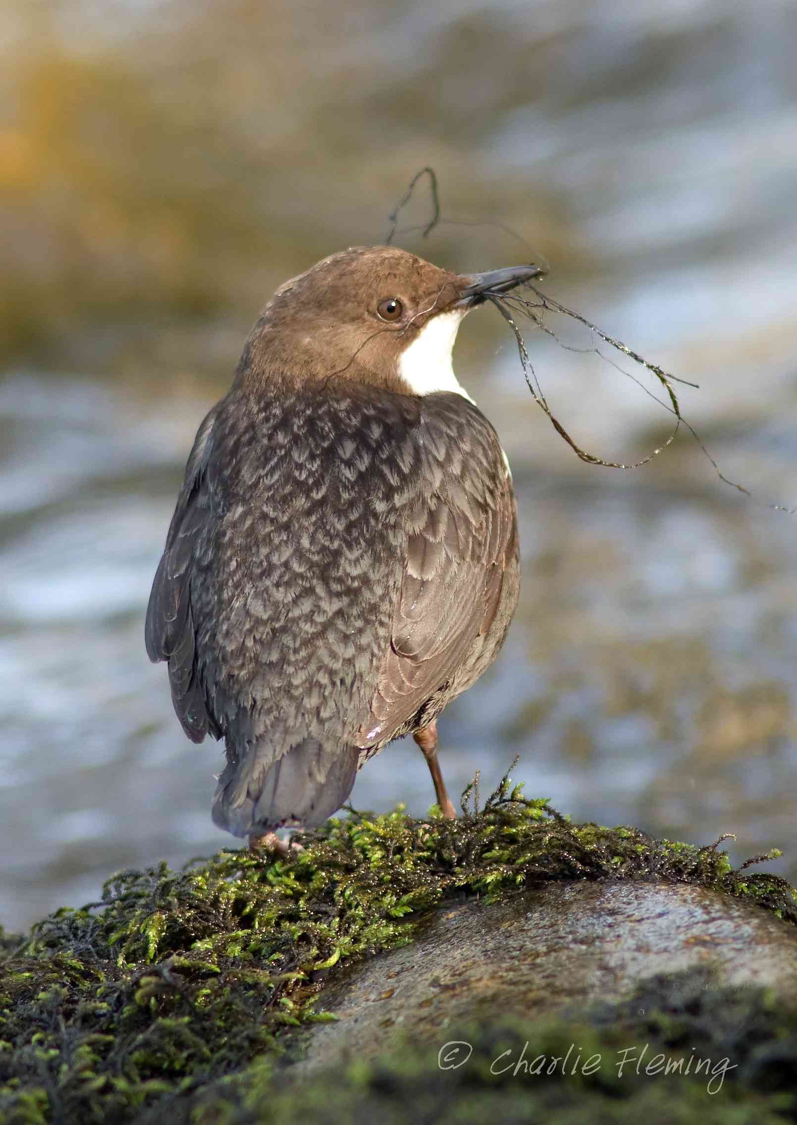 Dipper - Cinclus cinclus