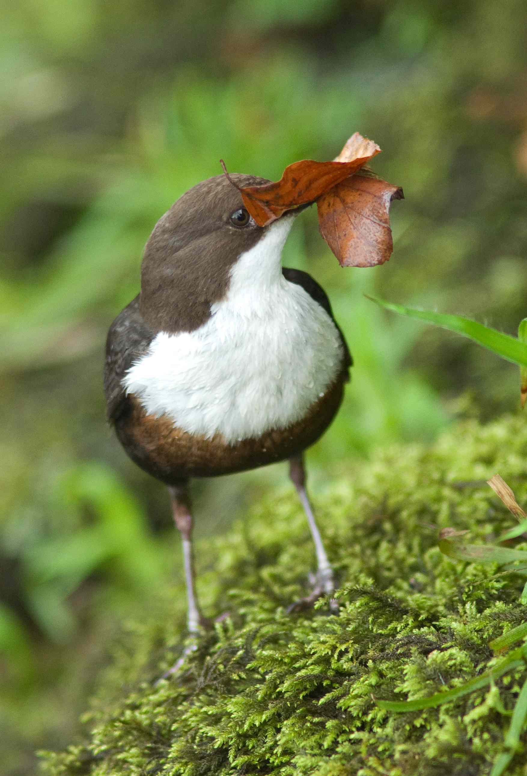 Dipper - Cinclus cinclus