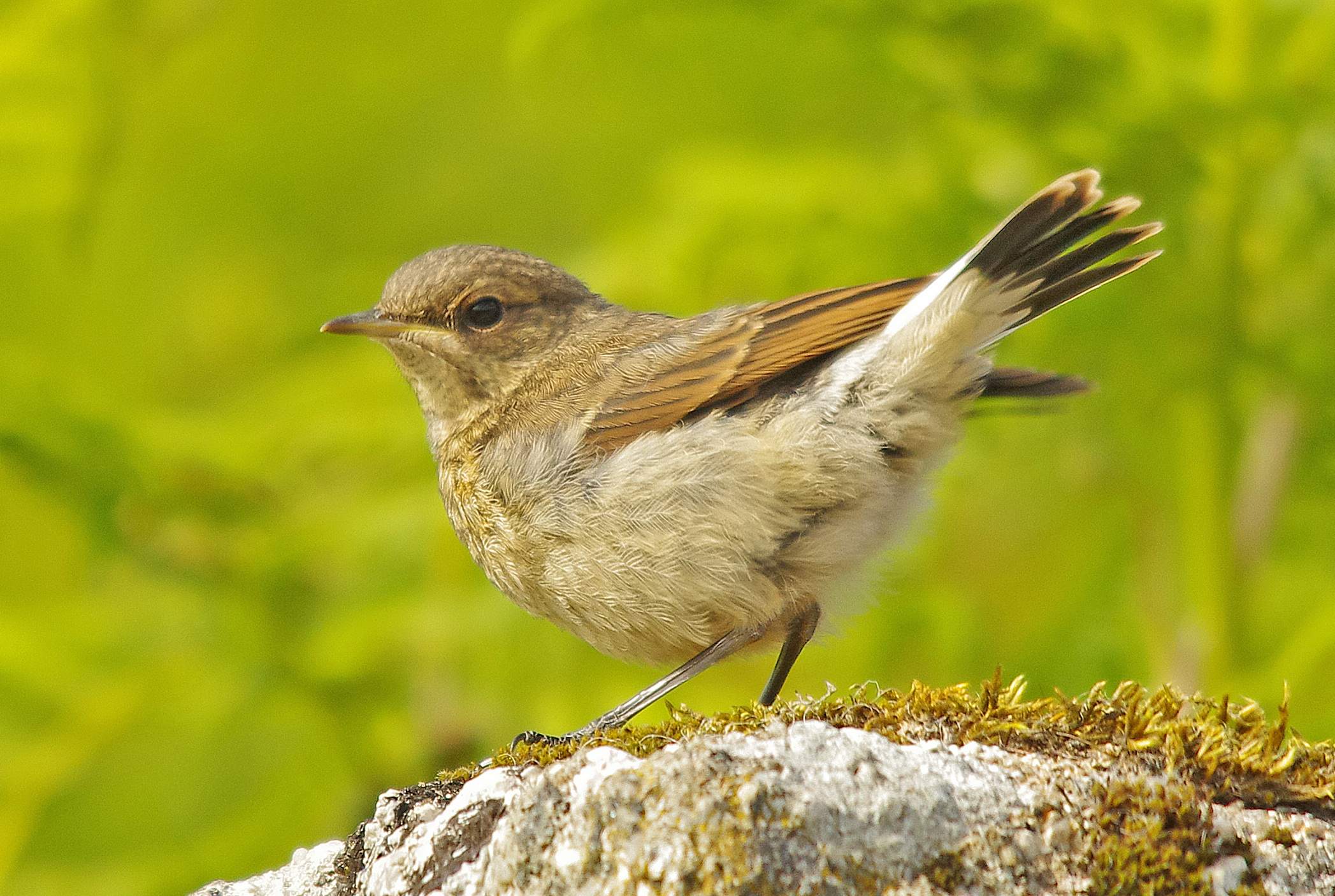 Northern Wheatear  Oenanthe oenanthe