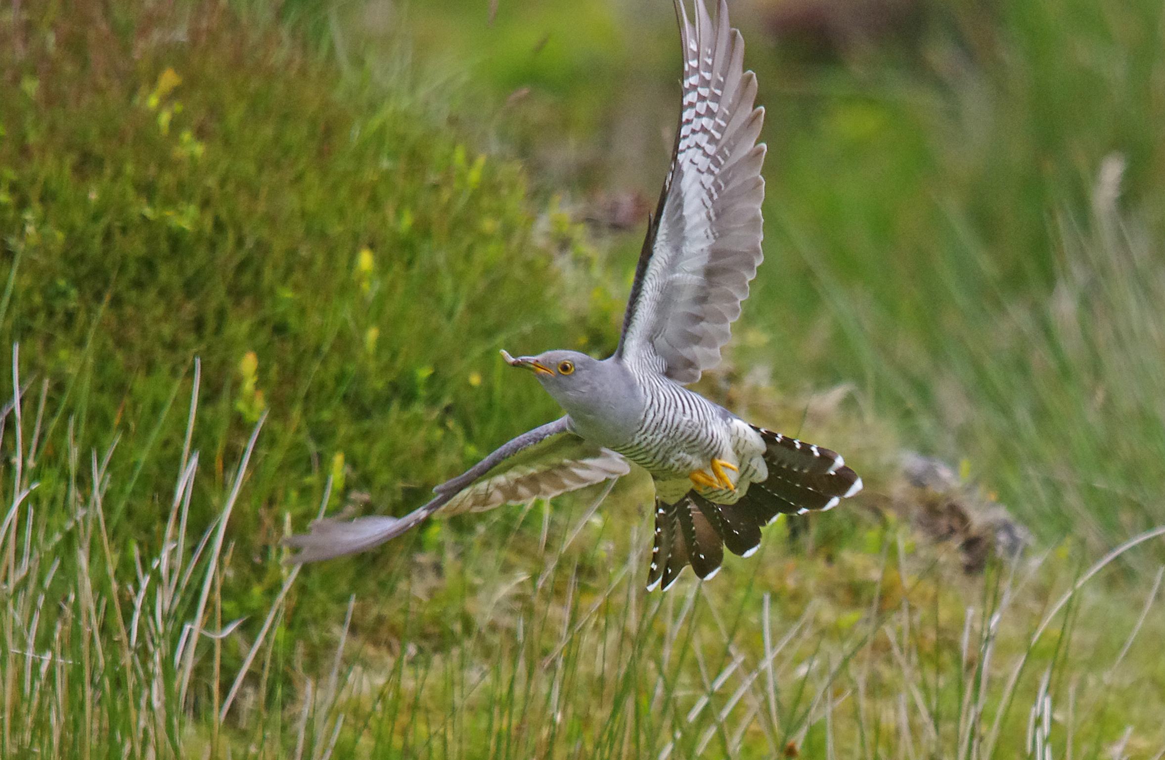 Cuckoo - Cuculus canorus 14