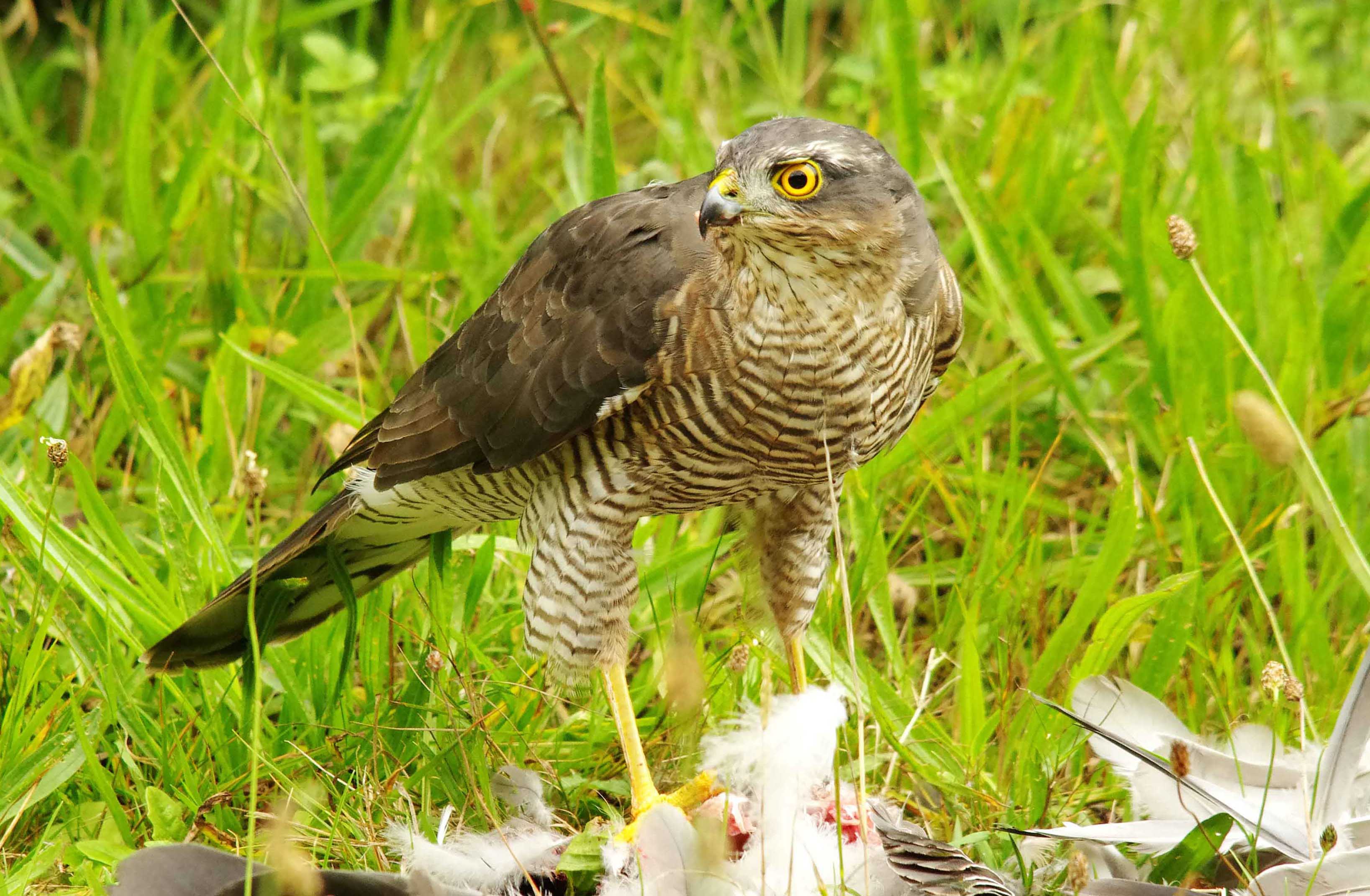 Sparrowhawk - Acipiter nisus