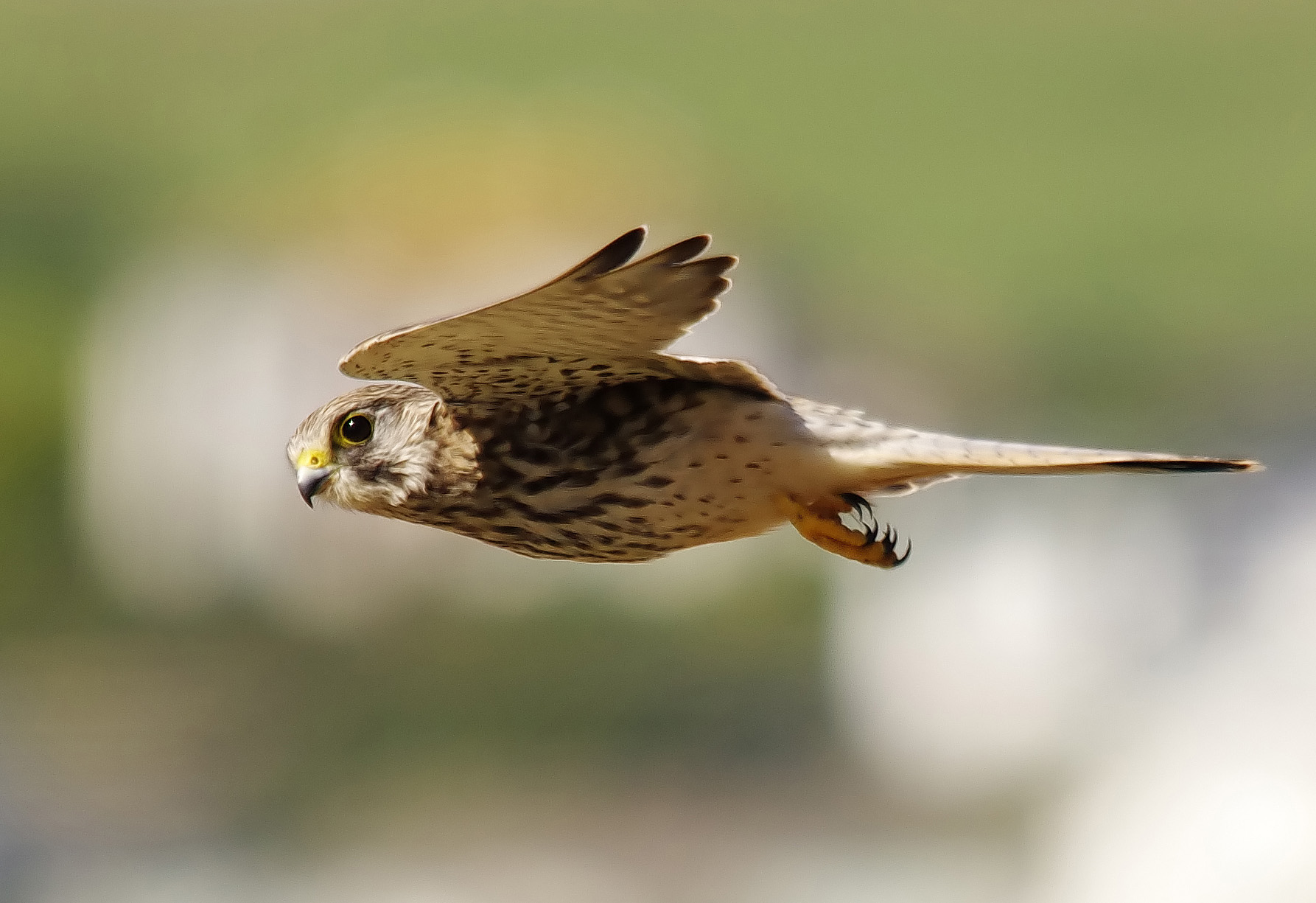 Kestrel - Falco tinnunculus