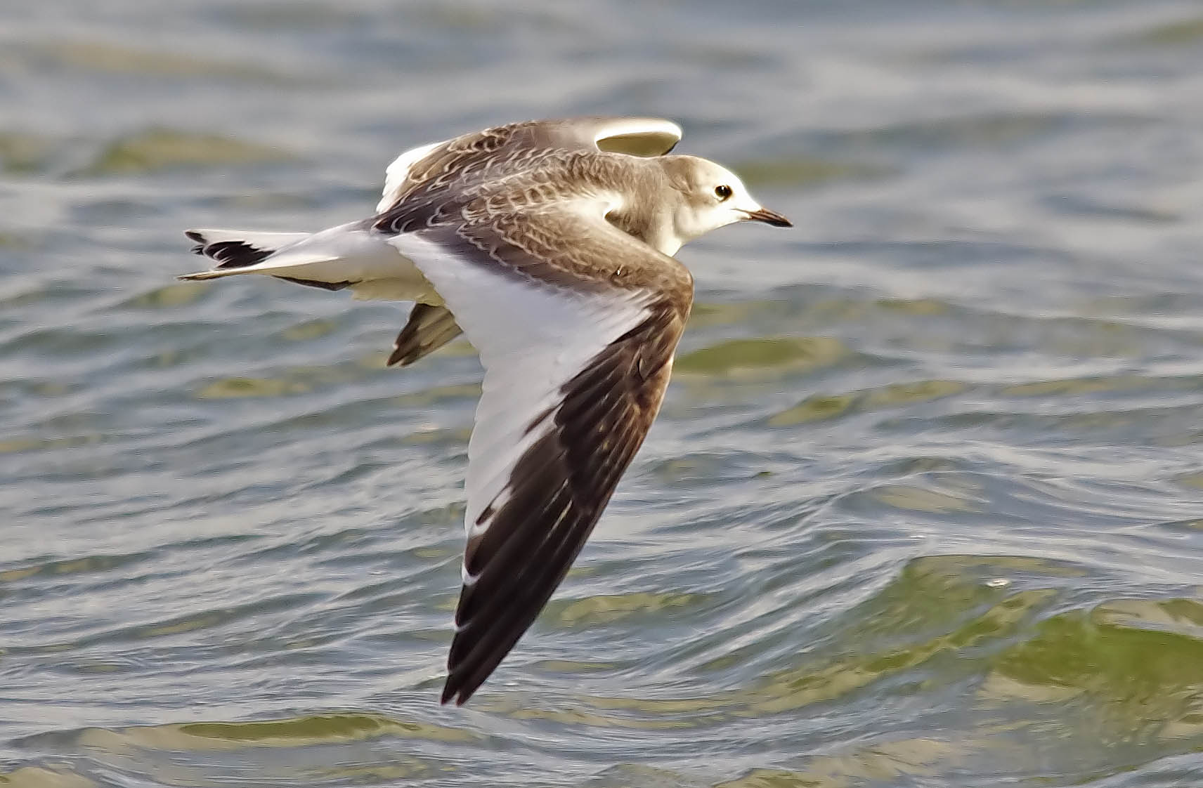 Sabines Gull - Larus sabina