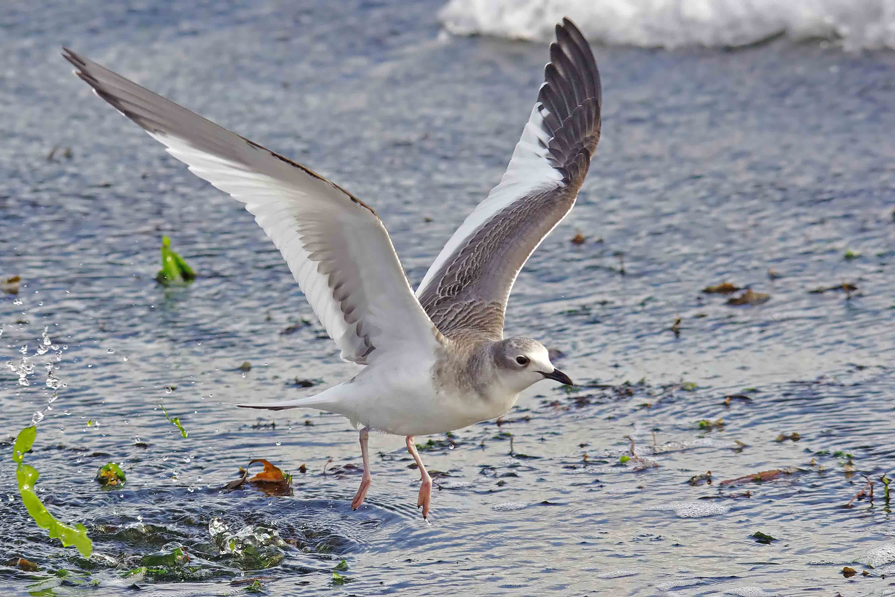 Sabines Gull - Larus sabina