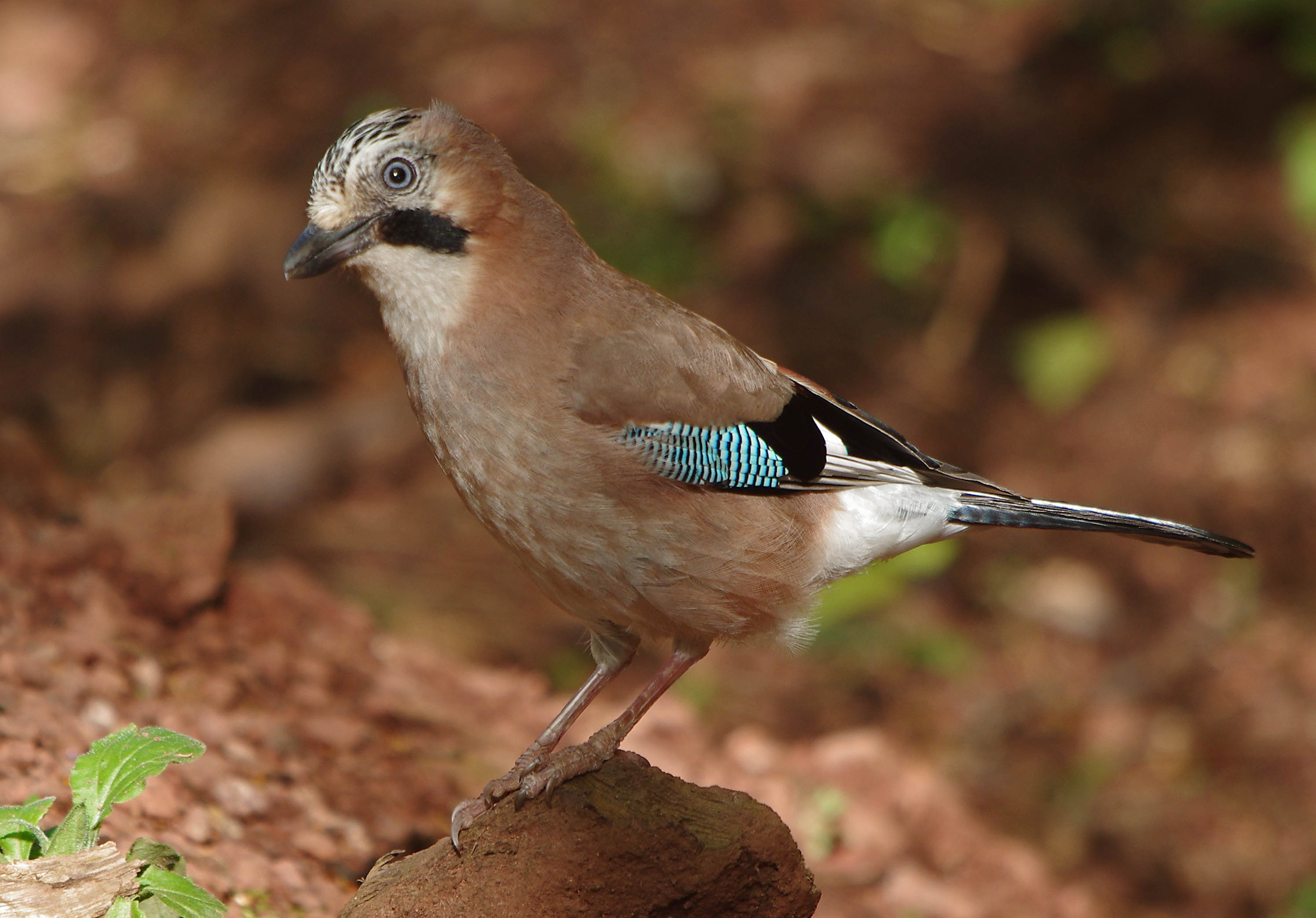 Jay - Garrulus glandarius