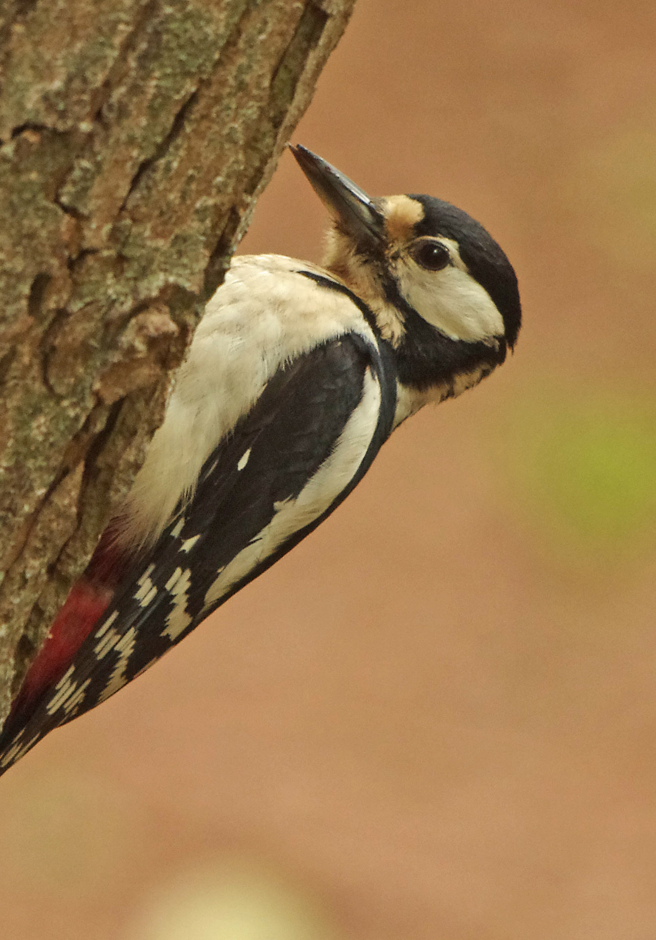 Greater Spotted Woodpecker