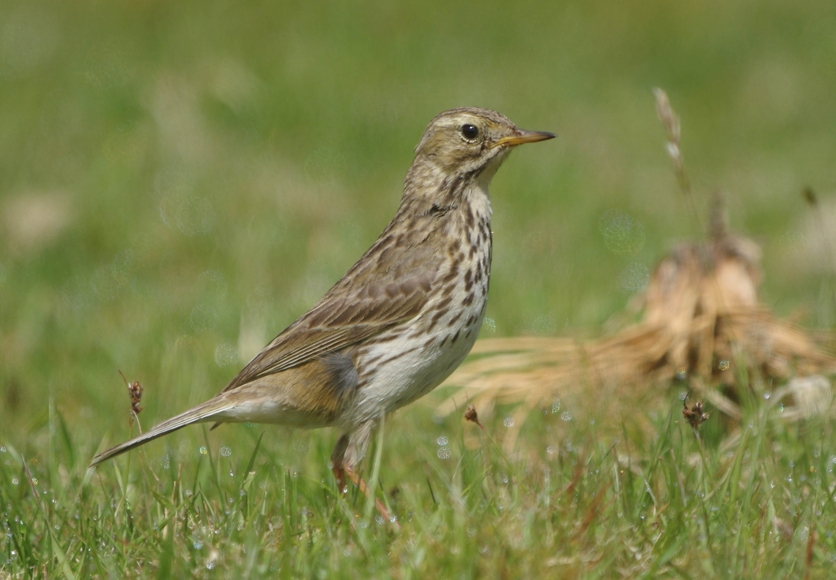 Meadow Pipit 