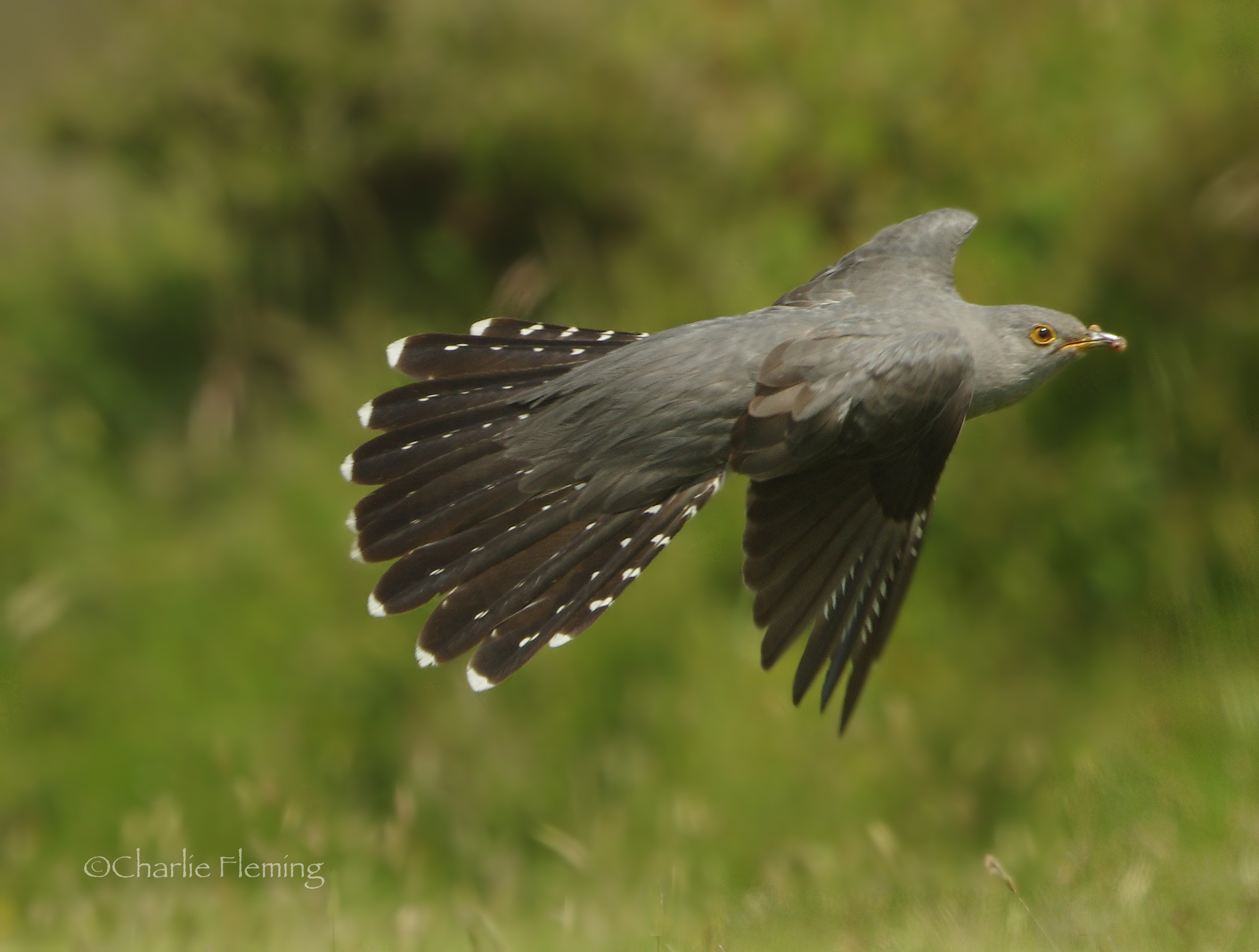 Cuckoo - Cuculus canorus