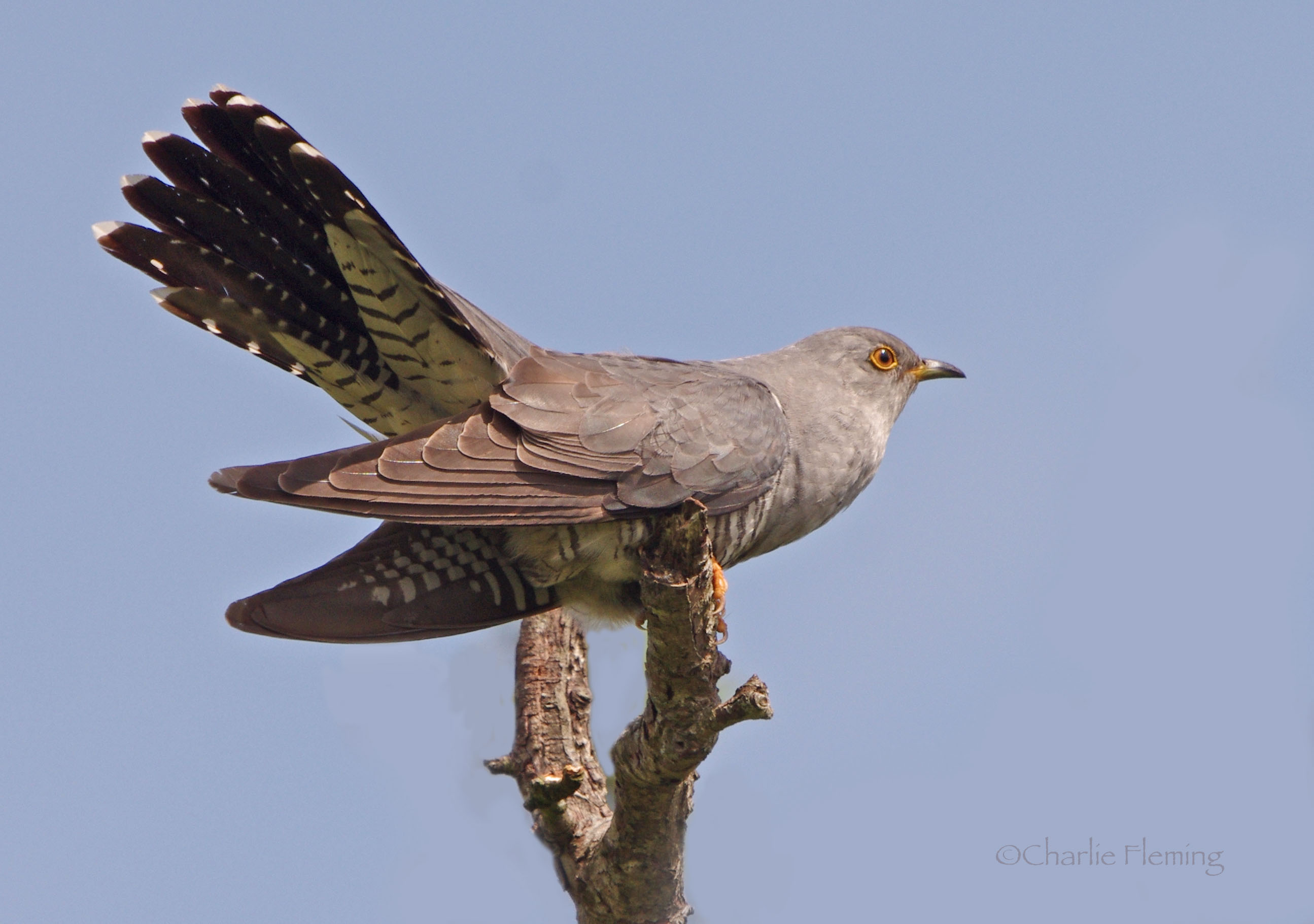 Cuckoo - Cuculus canorus