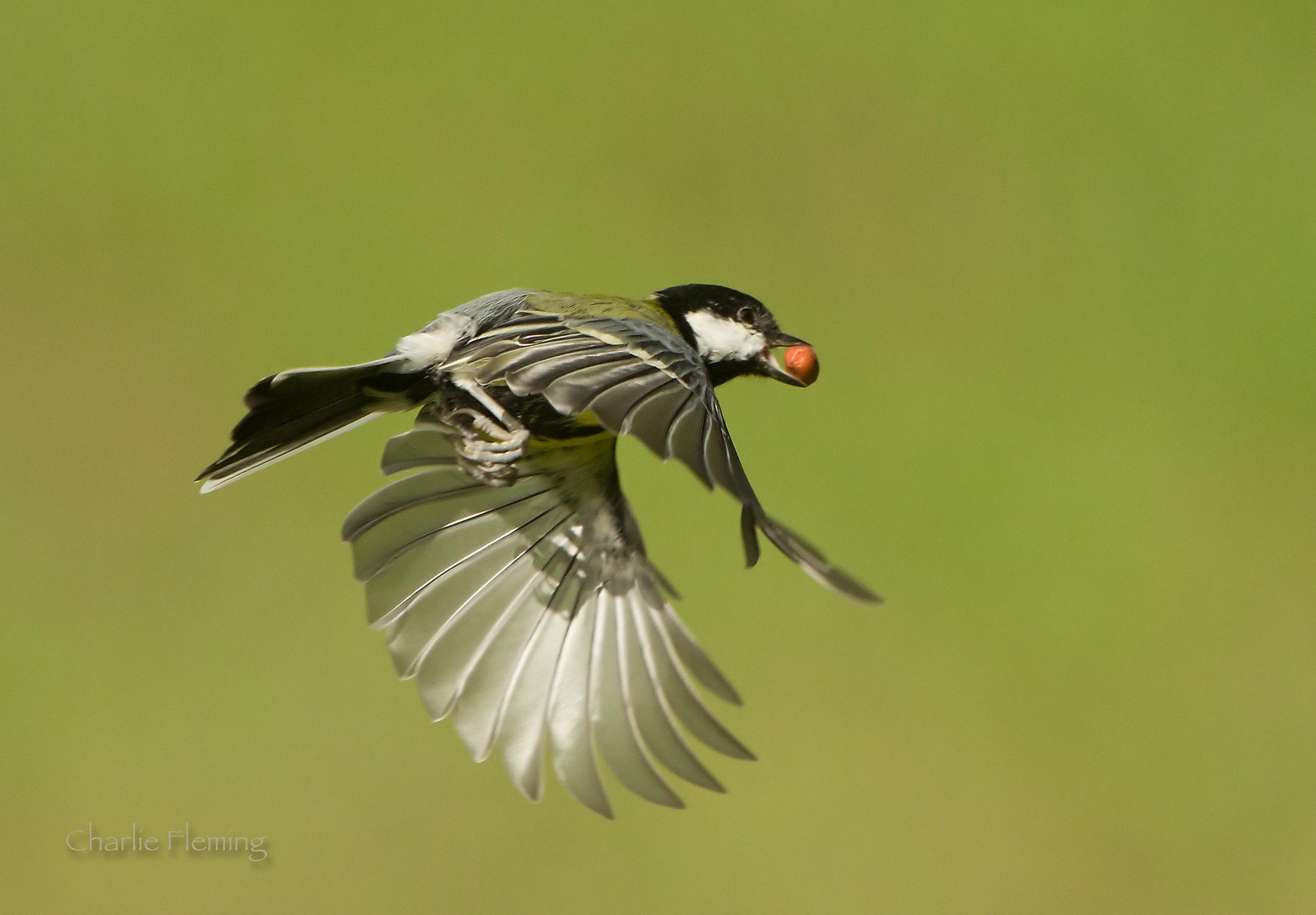 Great Tit - Parus major