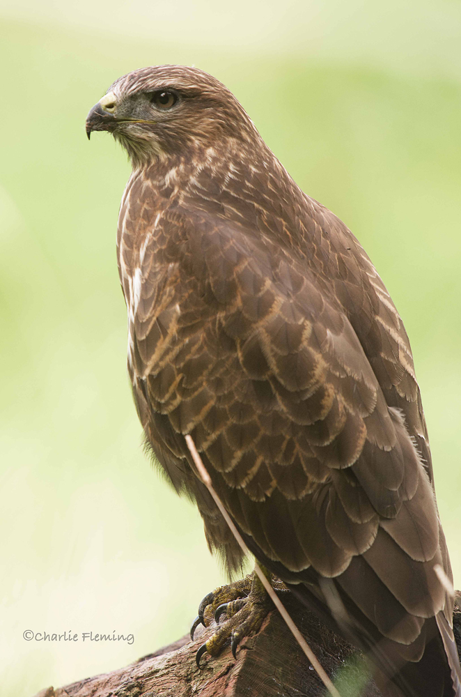 Buzzard - Buteo buteo