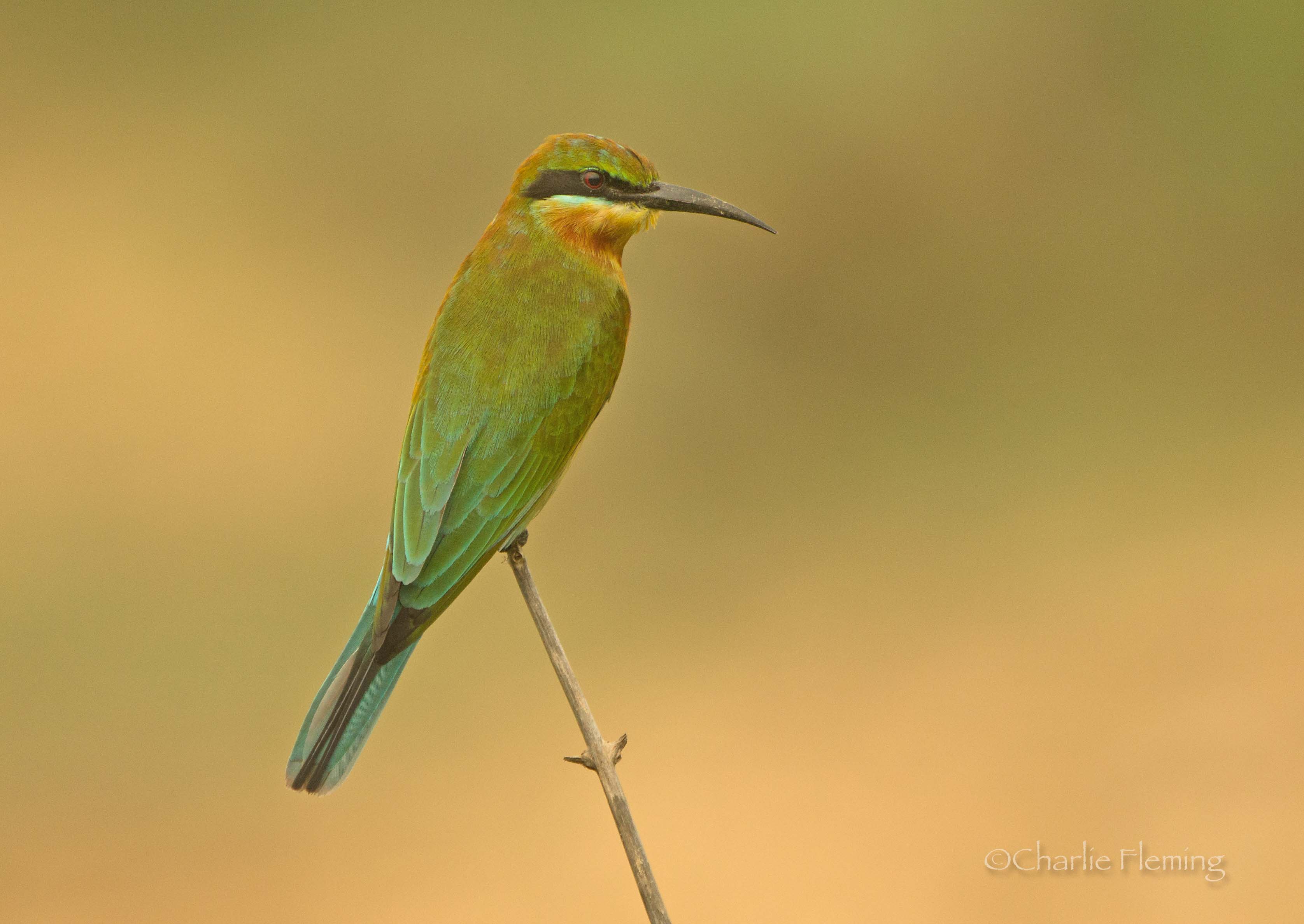 Blue-tailed Bee-eater - Merops philippinus 
