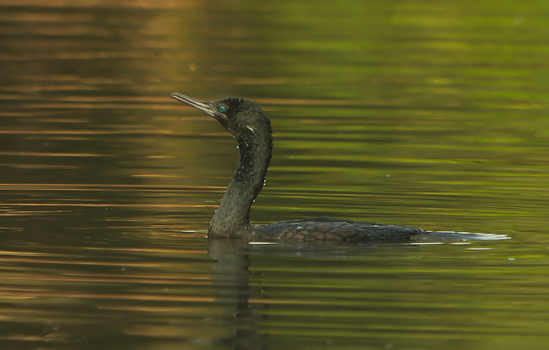 Phalacrocorax fuscicollis-  (Indian Shag)