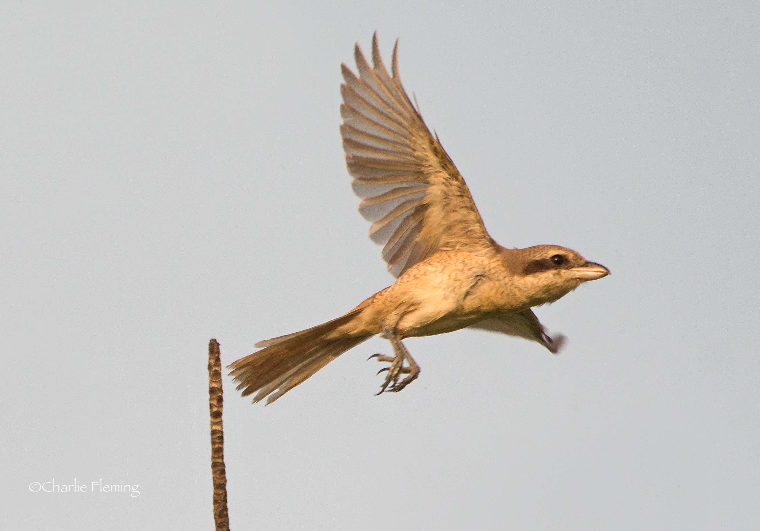 Brown  Shrike (lanius cristatus)