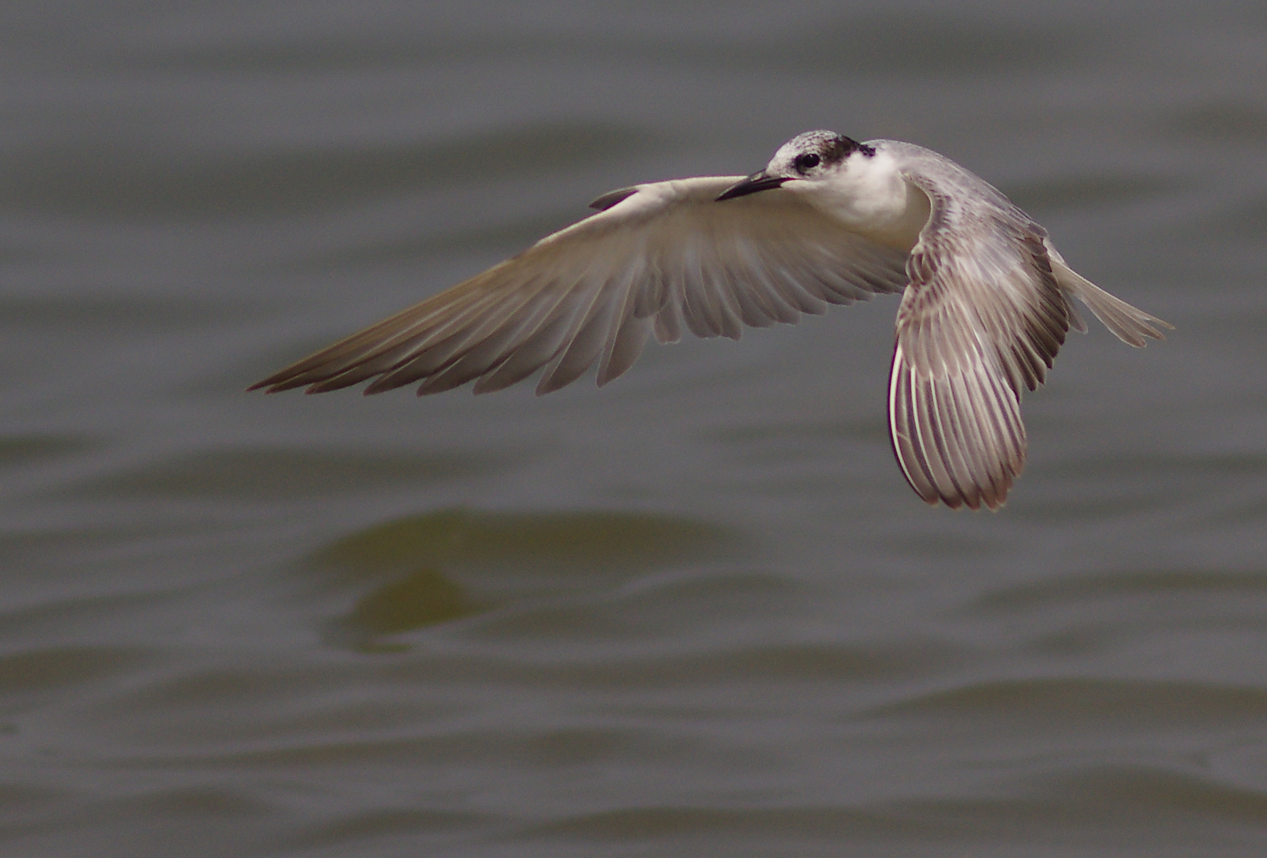Whiskered Tern (Chlidonias hybrida)