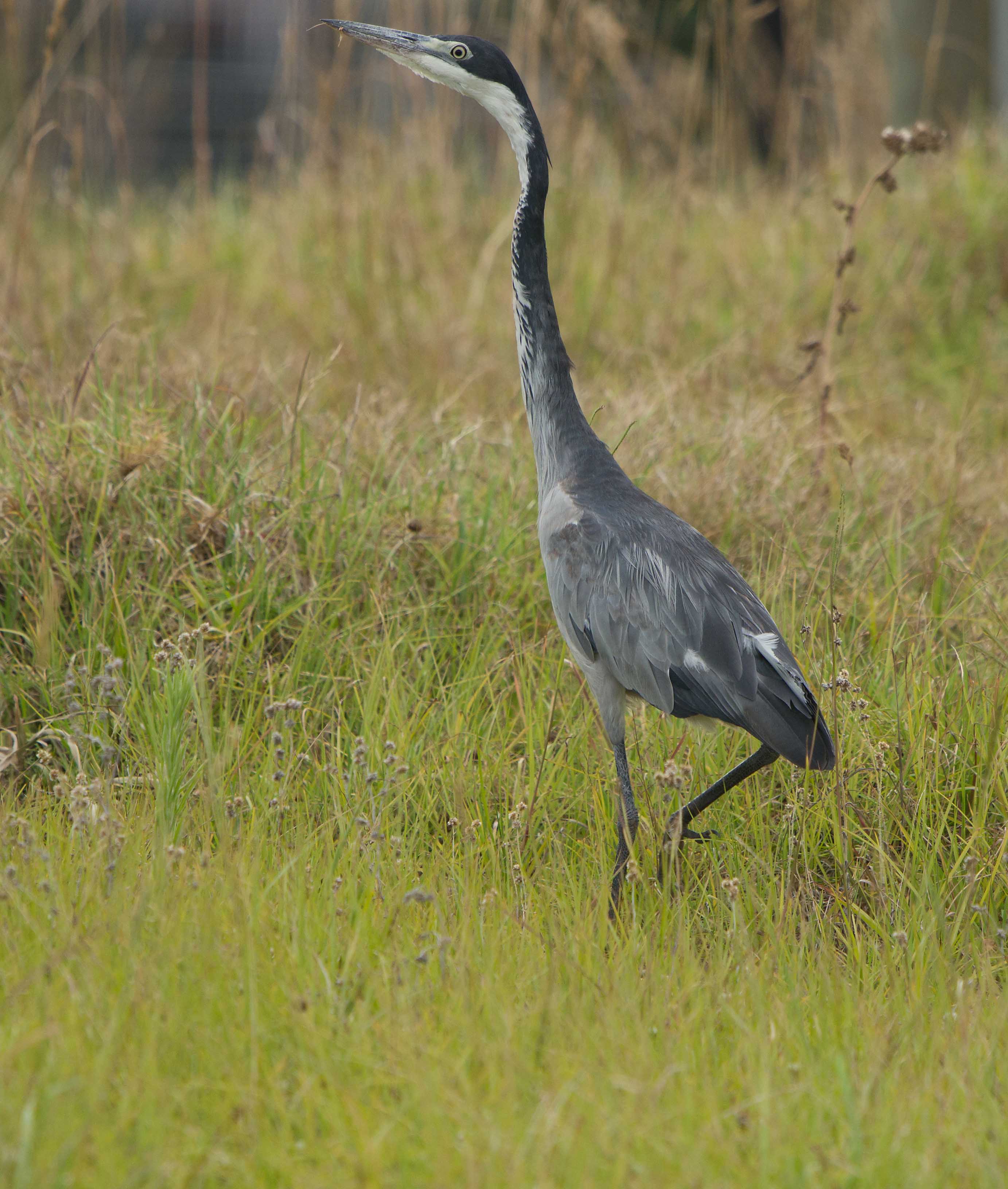 Black - headed Heron Ardea melanocephala