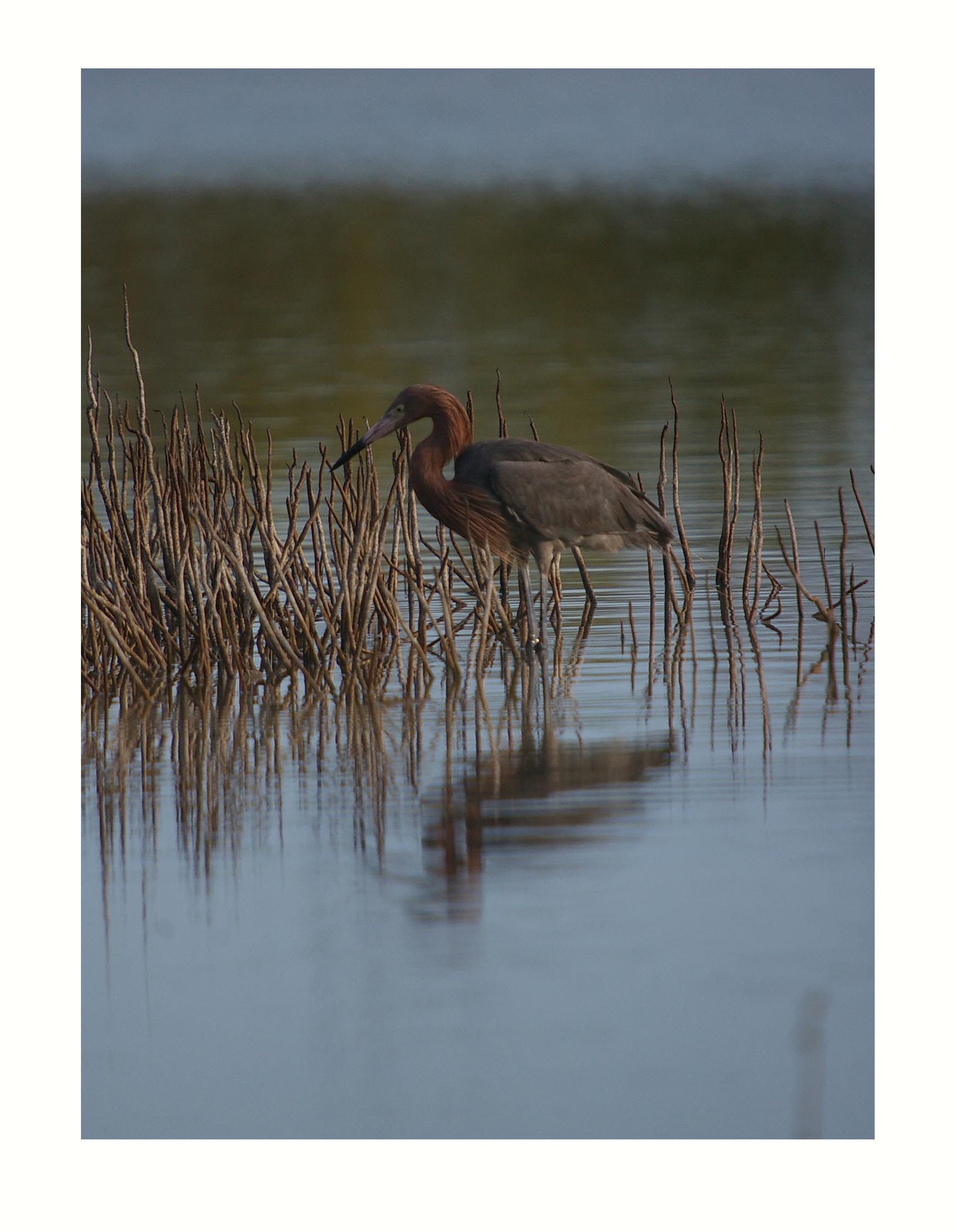 Reddish Egret - Egretta rufescens