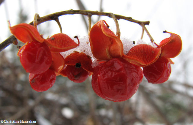 Bittersweet   (Celastrus scandens)