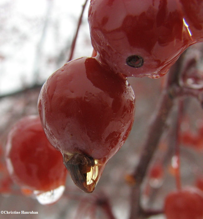 Crabapples