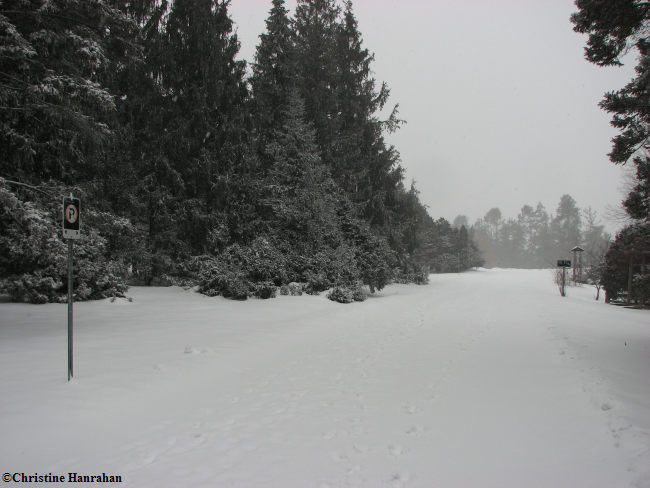 Arboretum in winter