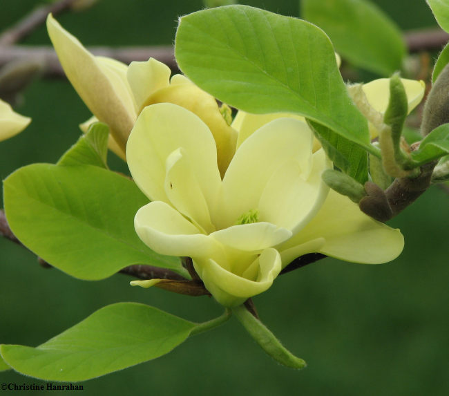 Magnolia